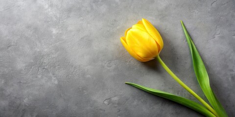 A single vibrant yellow tulip rests elegantly on a textured gray surface, its petals unfurled in a graceful display of springtime beauty.