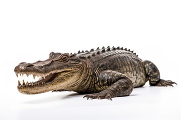 Obraz premium Alligator reptile animal lizard