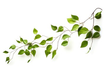 Obraz premium Green leaves flying plant leaf white background