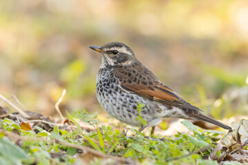 胸を張って佇むツグミ