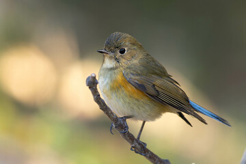 枝の先に立つ雌のルリビタキ