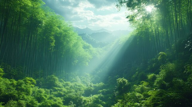 Lush bamboo forest bathed in sunlight with a mountain backdrop, creating a serene natural scene