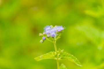 緑に映える紫色の小花