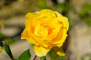 鮮やかな黄色のバラ