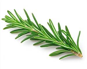 Fototapeta premium Fresh Rosemary Sprig with Needle-Like Leaves