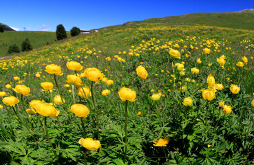 Trollblume (Trollius europaeus) Blumenfeld mit gelben Blüten, Panorama 
