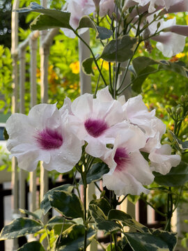 pink and white flowers, jusmine tree,Pandorea jasminoides or bower of beauty or bower vine,Bower of beauty or bower vine flowers (Pandorea jasminoides) on garden