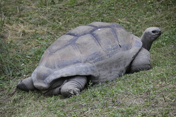 Fototapeta premium Seychellen-Riesenschildkröten (Aldabrachelys) Landschildkröte 