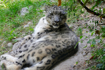Schneeleopard, Irbis oder Unze (Panthera uncia) in Naturlandschaft