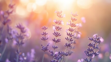 Soft lavender blooms dance in gentle sunlight, creating a serene atmosphere filled with muted colors and delicate beauty