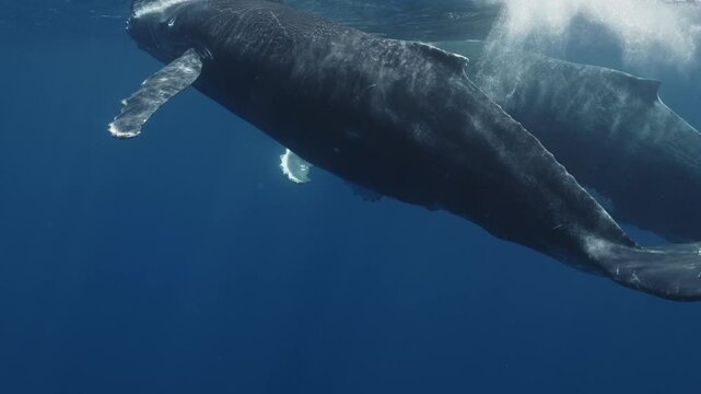 Fantastic closeup two humpback whales gently dancing in blue water close to surface, light shimmering. Escort whale during mating season. Concept of natural habitat wildlife marine animals of Tonga