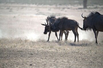 Obraz premium gruppo di Gnu in Sud Africa Botswana
