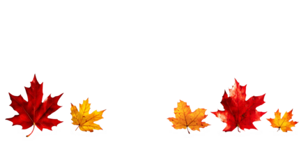 Vibrant red and gold maple leaves scattered on a dark background.  A breathtaking autumn scene evoking warmth and tranquility. Perfect for seasonal greetings!, cut out,transparent background