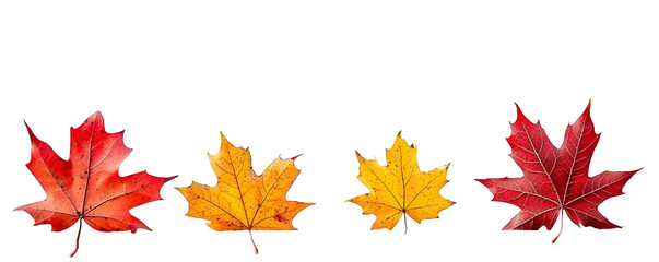 Fototapeta premium Vibrant hues of autumn! Four maple leaves in red and gold, arranged. Nature's artistry at its finest!, cut out,transparent background