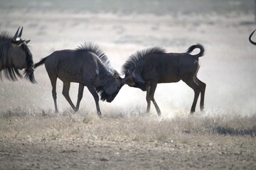 Fototapeta premium gruppo di Gnu in Sud Africa Botswana