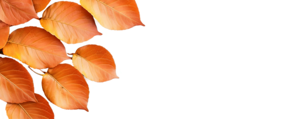 Warm orange leaves gracefully cascade against a stark black backdrop, creating a captivating autumnal scene. A touch of nature's beauty., cut out,transparent background