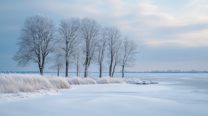 Frozen lake, snow trees, winter dawn, calm
