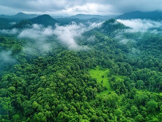Aerial view of a lush rainforest with a patch of clearing and mist-covered hills in the background