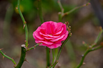 棘の間に咲く鮮やかなピンクのバラ