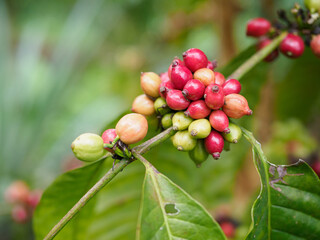 Fresh coffee beans in the farmers' garden