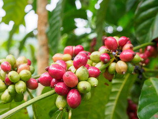 Fresh coffee beans in the farmers' garden