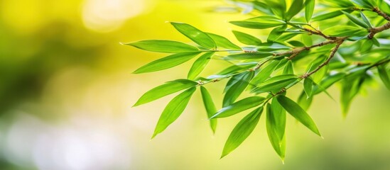 Lush green foliage branch, sunlit bokeh background, nature scene, website banner