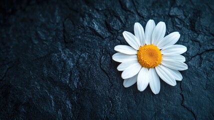 Obraz premium White daisy with yellow center on dark textured surface