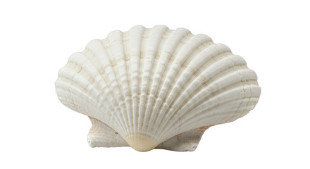 White Seashell PNG Isolated on Transparent Background