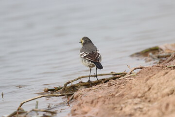 Robin on ground