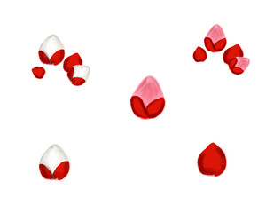 Red and white plum blossom buds