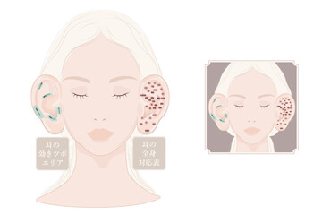 耳つぼの位置・耳にある効きツボ・耳つぼ全身対応表