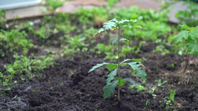Environment, Earth Day. Oak saplings are growing. Selective focus on the background of nature, wild grass, and the concept of forest conservation. High quality 4k footage