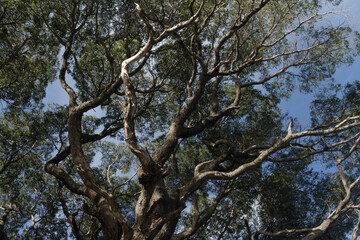 tree in the forest Pellín Oak (Nothofagus Oblicua)