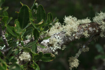 A small flower on the branch of a tree with lichen or old man's beard.
This symbiosis between species is often found in Patagonian forests.