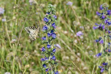 Old World Swallowtail or common yellow swallowtail (Papilio machaon) sitting on blueweed in Zurich,...