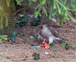 Eurasian sparrowhawk (Accipiter nisus) perched under a conifer, holding prey in its talons. Only red flesh remains, showcasing the bird's hunting prowess in a natural setting