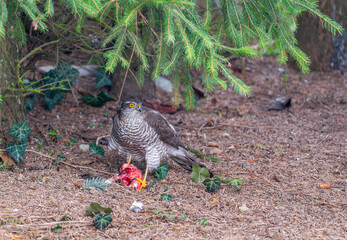 Eurasian sparrowhawk (Accipiter nisus) perched under a conifer, holding prey in its talons. Only red flesh remains, showcasing the bird's hunting prowess in a natural setting