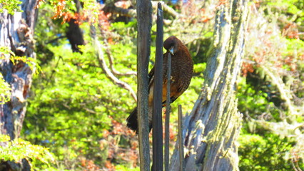 Ave Chimango argentino de la patagonia