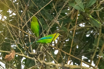 blue-winged leafbird or Chloropsis moluccensis at Dehing Patkai in Assam, India