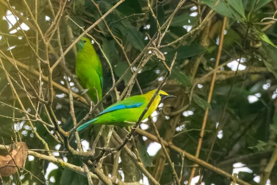 blue-winged leafbird or Chloropsis moluccensis at Dehing Patkai in Assam, India