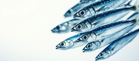 Fresh seafood close-up, white background, school of fish, food packaging design