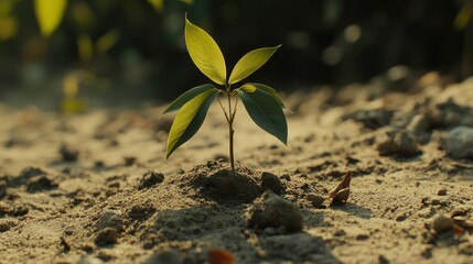 Sprout growing in sandy soil, sunlight, blurred background, environmental concept