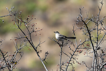 Sinsonte en el norte