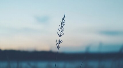 Single grass stalk sunset field background nature serenity