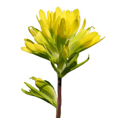 Castilleja coccinea - known as Indian Paintbrush and Scarlet Painted-cup - Native North American Prairie Wildflower isolated