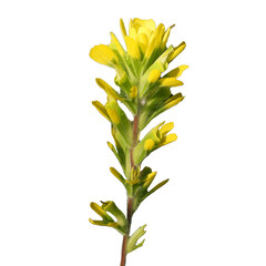 Obraz premium Castilleja coccinea - known as Indian Paintbrush and Scarlet Painted-cup - Native North American Prairie Wildflower isolated