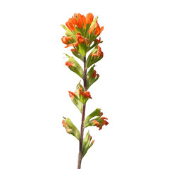 Castilleja coccinea - known as Indian Paintbrush and Scarlet Painted-cup - Native North American Prairie Wildflower isolated