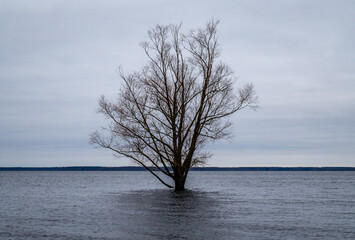 Lonely Tree Standing in Calm Lake Water on a Cloudy Day. Submerged Tree in Still Waters Under...