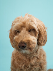 A Labradoodle with curly fur looks forward with a neutral expression, set against a light blue background.
