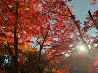晴れた日の京都の紅葉